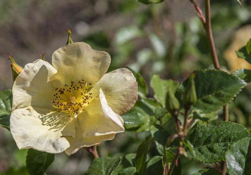 Rosa amarilla - parque de Cervantes - Barcelona - Catalunya 2.jpg